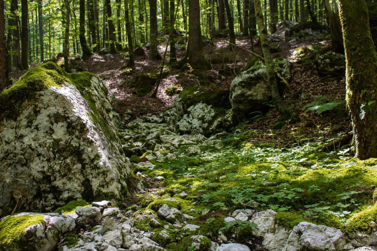 Apartmán Apartma Petra Ravnik - Wanderer'S Hut Bohinj Exteriér fotografie